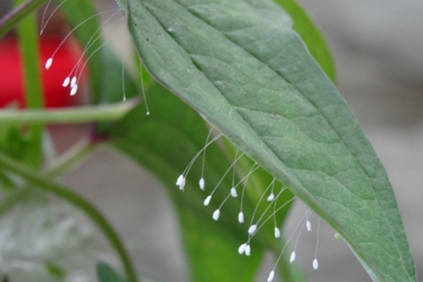 山药花叶上，绽放了四簇三十六朵优昙婆罗花 （网络图片）