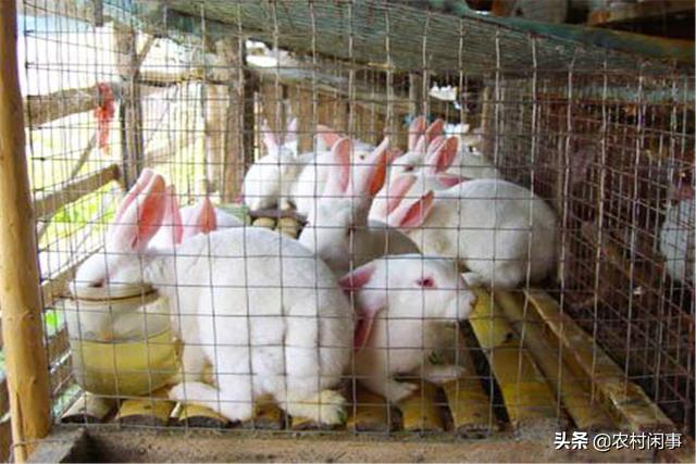古田兔子怎么养不亏本？新手避坑三大秘籍