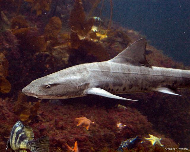 我的小鲨鱼怎么养_鱼缸配置攻略_新手避坑指南