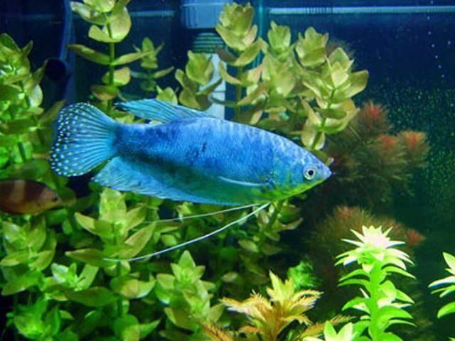 虎皮丝足鱼在哪里钓卡桑琅丛林位置快速上钩技巧