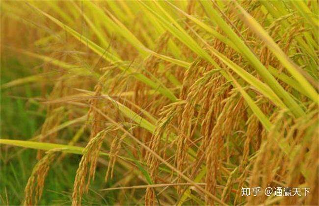三季稻为什么被称为中国农业奇迹？