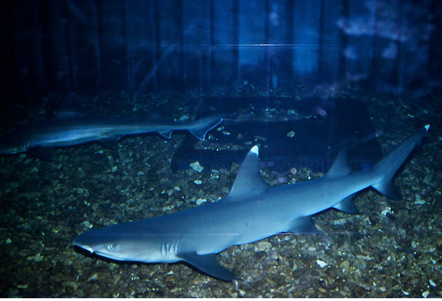 我的小鲨鱼怎么养_鱼缸配置攻略_新手避坑指南