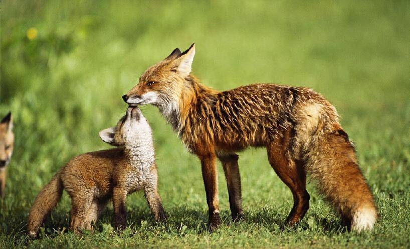 狐狸妈妈育儿 狐狸妈妈育儿