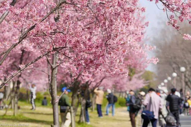枝垂樱林怎么玩?2025京都赏樱全攻略,花期预测与路线避坑指南 枝垂樱林怎么玩?2025京都赏樱全攻略,花期预测与路线避坑指南