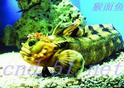 藻鳍岩鱼怎么钓_最佳钓点选择_饵料搭配全攻略 藻鳍岩鱼怎么钓_最佳钓点选择_饵料搭配全攻略