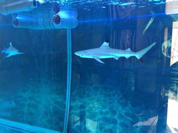 我的小鲨鱼怎么养_鱼缸配置攻略_新手避坑指南