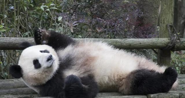 为什么你的熊猫总是养不活? 为什么你的熊猫总是养不活?