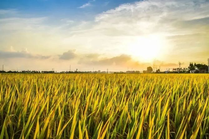 三季稻为什么被称为中国农业奇迹？