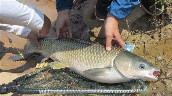 钓传说鱼比追妹子还难？