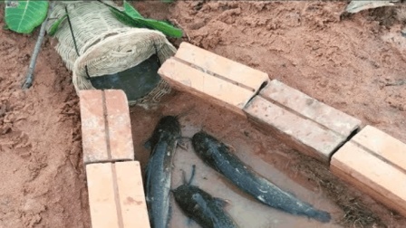 重生农家怎么逆袭?砌墙的鱼暗藏玄机 重生农家怎么逆袭?砌墙的鱼暗藏玄机