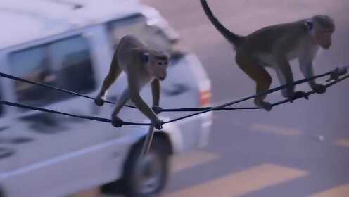 猴子还能这样下楼？物理引擎革新解析，灵猴速降玩法登顶热搜