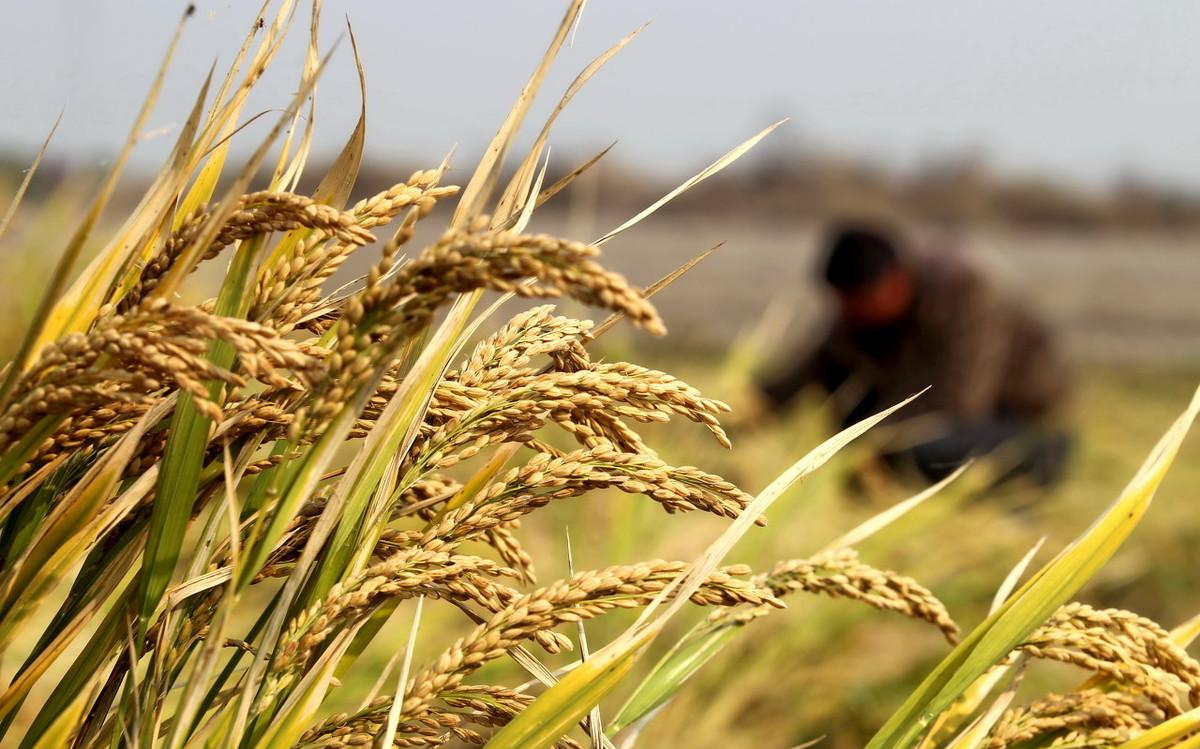 三季稻为什么被称为中国农业奇迹？