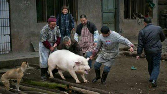 怀旧传奇里的小白为啥总被野猪拱哭？