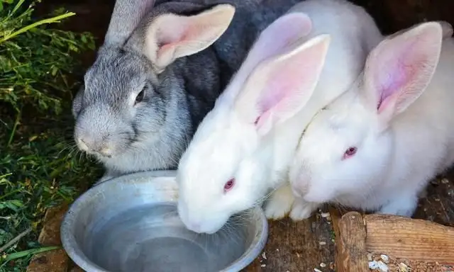 古田兔子怎么养不亏本？新手避坑三大秘籍