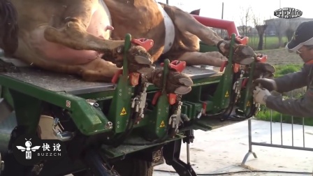 传统的宰牛倒方法为何逐渐被现代屠宰工艺取代？