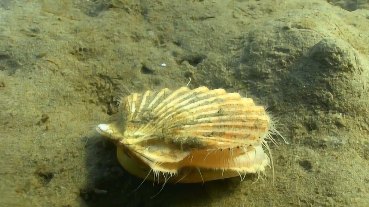 海边找小扇贝诀窍_正确观察姿势教学_涨潮时间详解