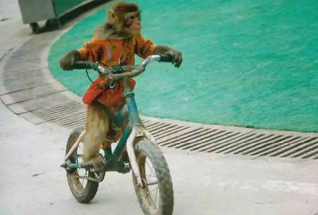 猴子还能这样下楼？物理引擎革新解析，灵猴速降玩法登顶热搜