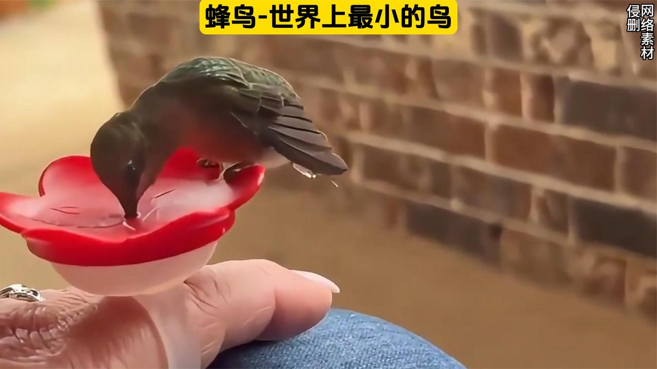 揭秘世界上最小的鸟，蜂鸟观察全攻略