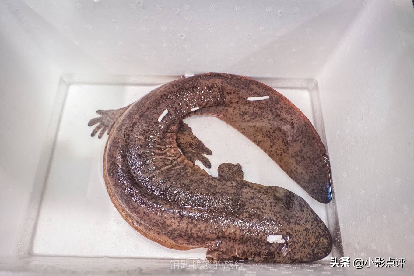 娃娃鱼冬天会冬眠吗？蚂蚁庄园通关攻略，防坑指南