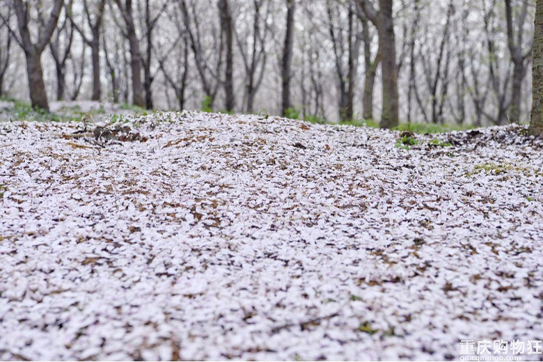 落英纷飞到底怎么玩才能不翻车？