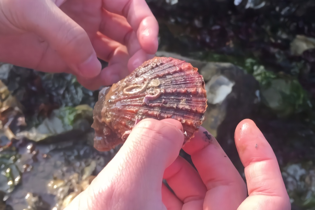 海边找小扇贝诀窍_正确观察姿势教学_涨潮时间详解