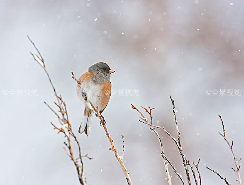 暴风雪雀瑟为何总是身处无尽风雪中，他的诅咒背后隐藏着什么故事？