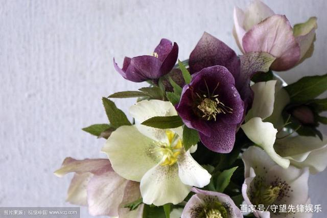 圣诞玫瑰怎么下载_避开3大陷阱_新手必看指南