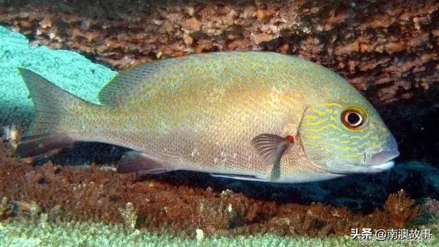 藻鳍岩鱼怎么钓_最佳钓点选择_饵料搭配全攻略 藻鳍岩鱼怎么钓_最佳钓点选择_饵料搭配全攻略