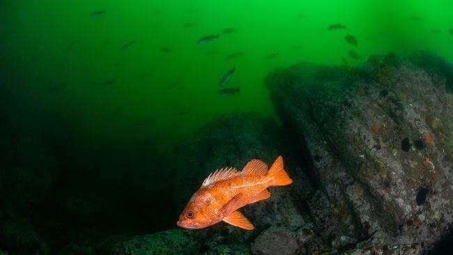 藻鳍岩鱼怎么钓_最佳钓点选择_饵料搭配全攻略 藻鳍岩鱼怎么钓_最佳钓点选择_饵料搭配全攻略