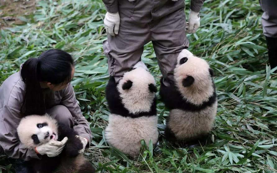 为什么你的熊猫总是养不活? 为什么你的熊猫总是养不活?