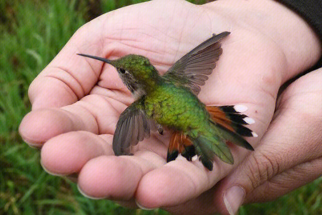 揭秘世界上最小的鸟，蜂鸟观察全攻略