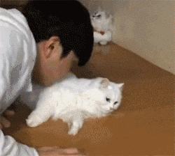 养丁宠家庭真的能兼顾事业和生活吗？