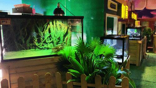 新手养垂耳兔真的会被萌到崩溃吗？