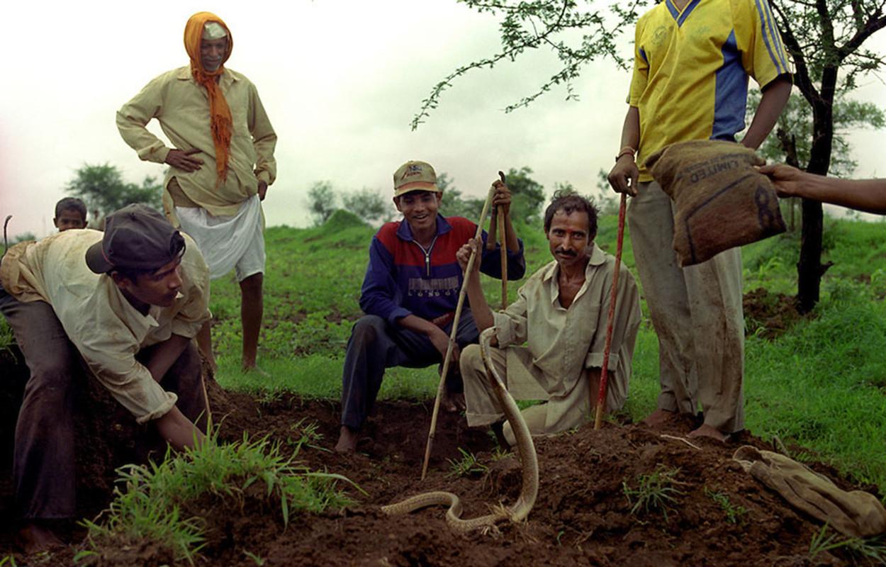 如何饲养缅甸蟒?全面的缅甸蟒饲养指南 如何饲养缅甸蟒?全面的缅甸蟒饲养指南