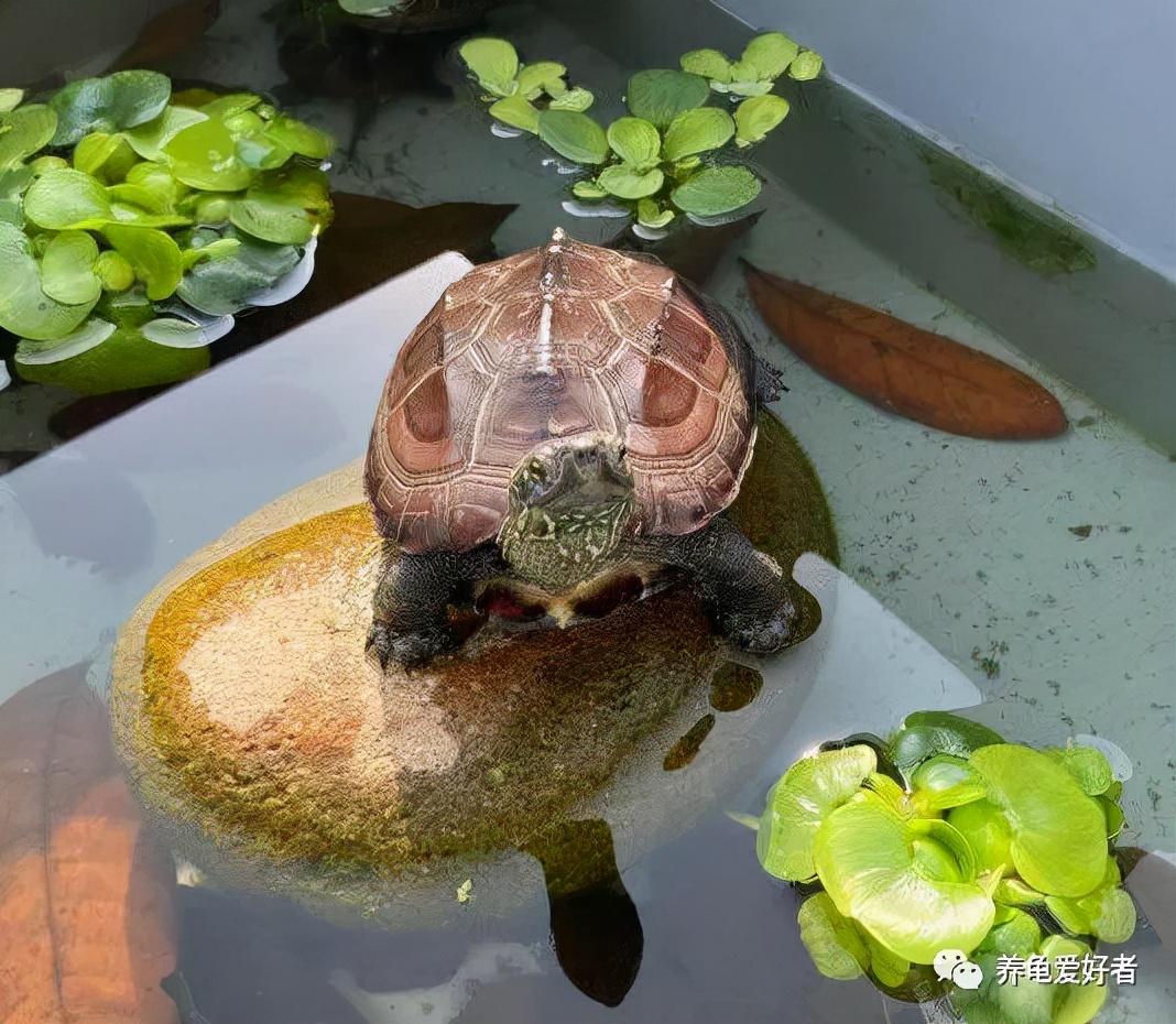 星龟到底该怎么养才不会翻车？