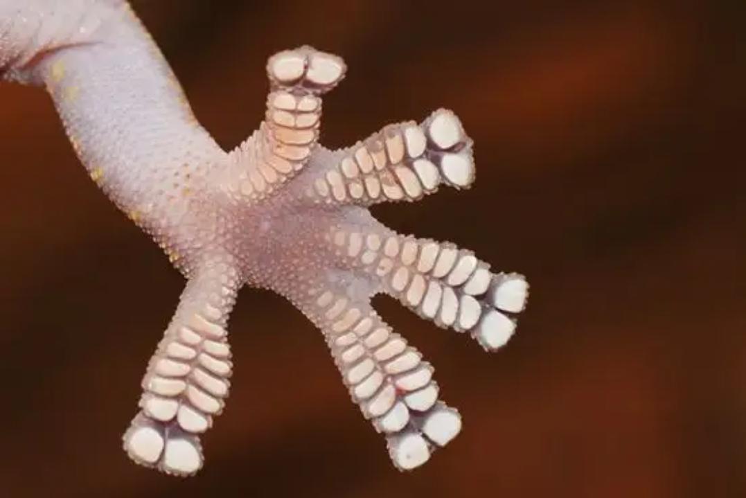揭秘壁虎墙上行走的秘密：科学解析壁虎脚掌的特殊构造