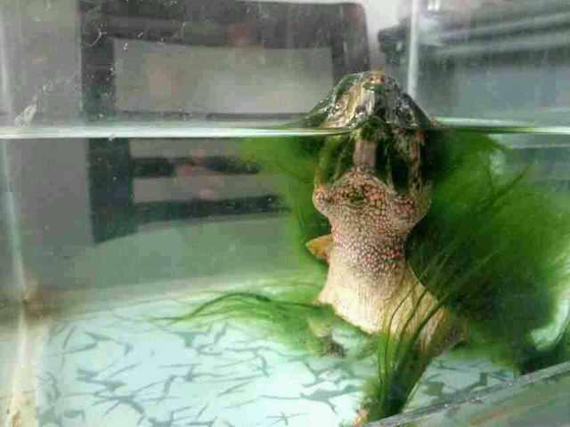 绿毛龟的由来：揭秘这一独特水生生物的起源与特征