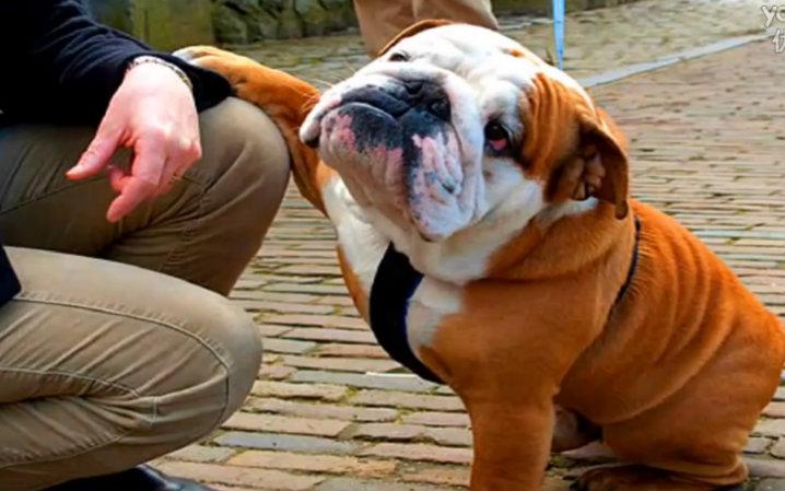 英国斗牛犬真的适合新手养吗？