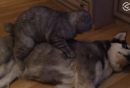 买哈士奇需要准备多少钱？