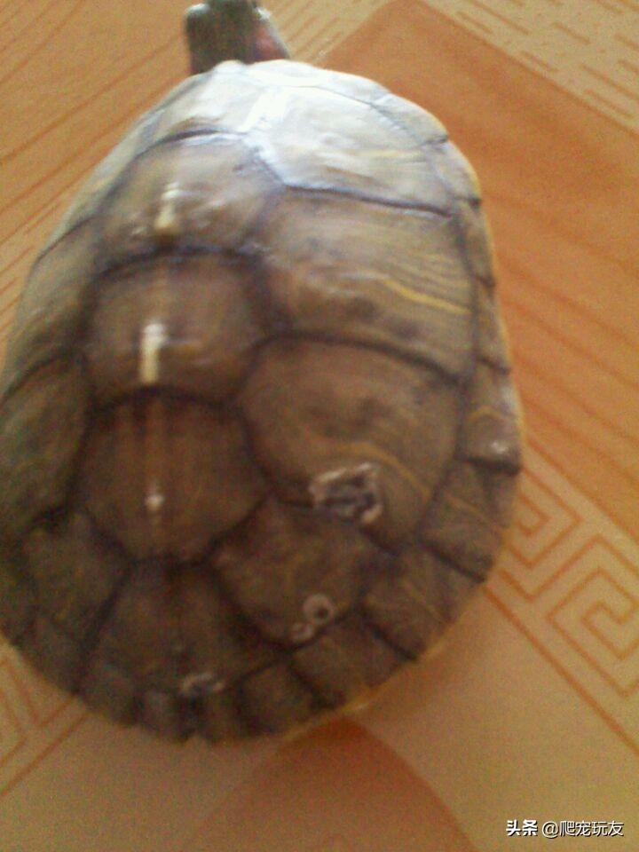 巴西龟壳发臭真的是腐甲病吗？