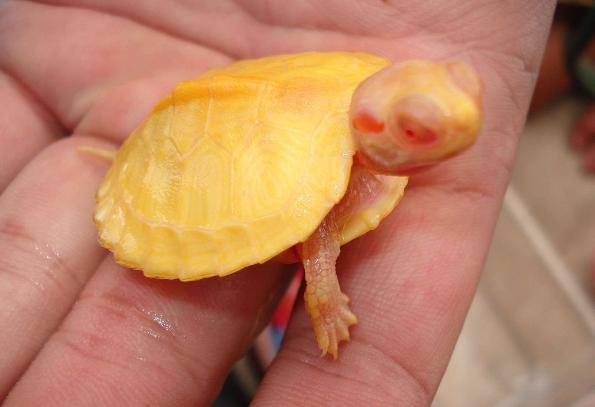 养巴西龟到底该喂啥？新手千万别踩这些坑！