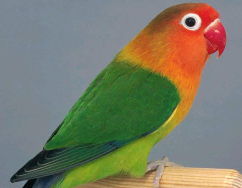 绿颊锥尾鹦鹉真的能把家拆成施工现场？