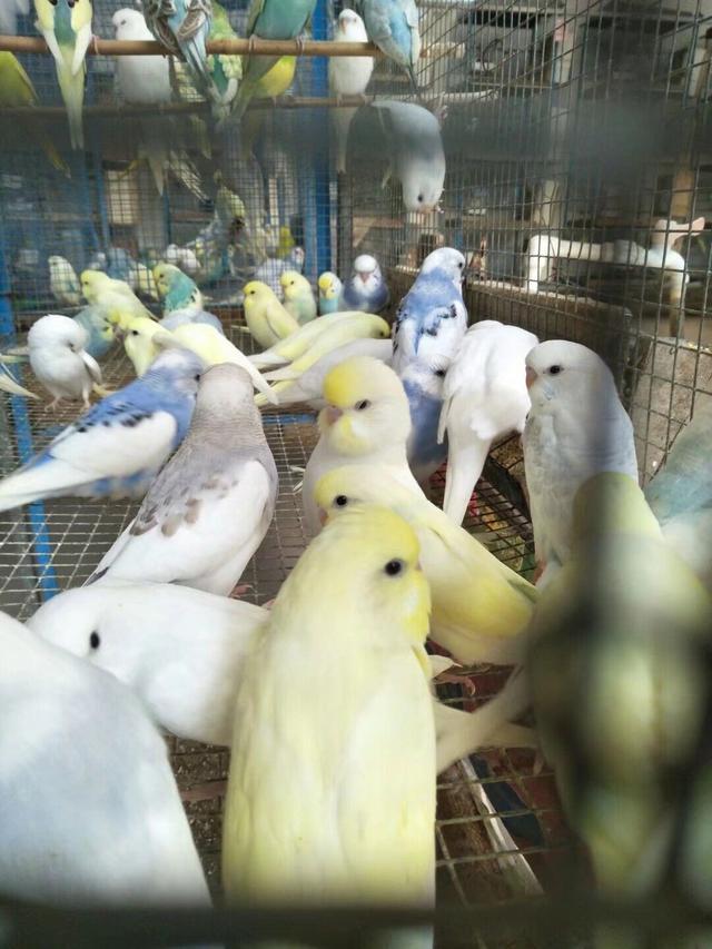 灰头情侣鹦鹉真的适合新手饲养吗？