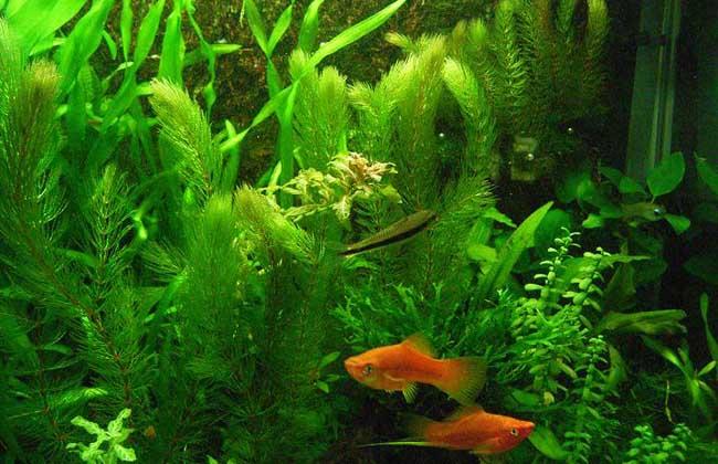 金鱼缸摆在哪儿才不会把鱼养死? 金鱼缸摆在哪儿才不会把鱼养死?