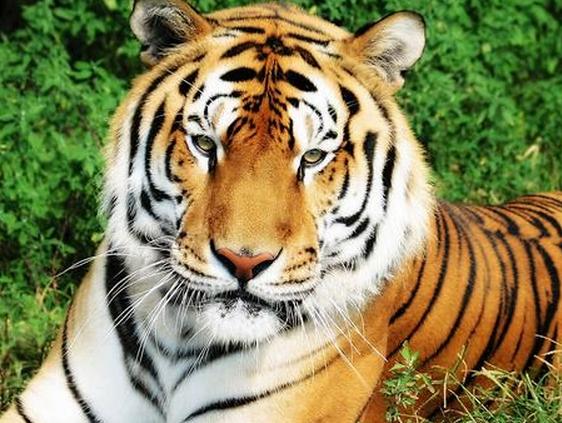 1998年出生的人到底属虎还是属兔？