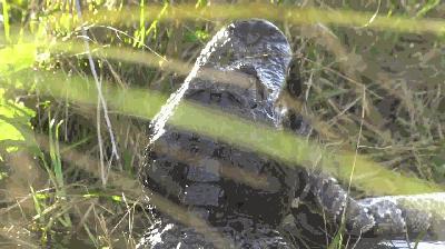 如何饲养缅甸蟒?全面的缅甸蟒饲养指南 如何饲养缅甸蟒?全面的缅甸蟒饲养指南