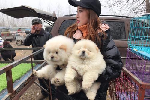 松狮犬真的适合新手饲养吗？