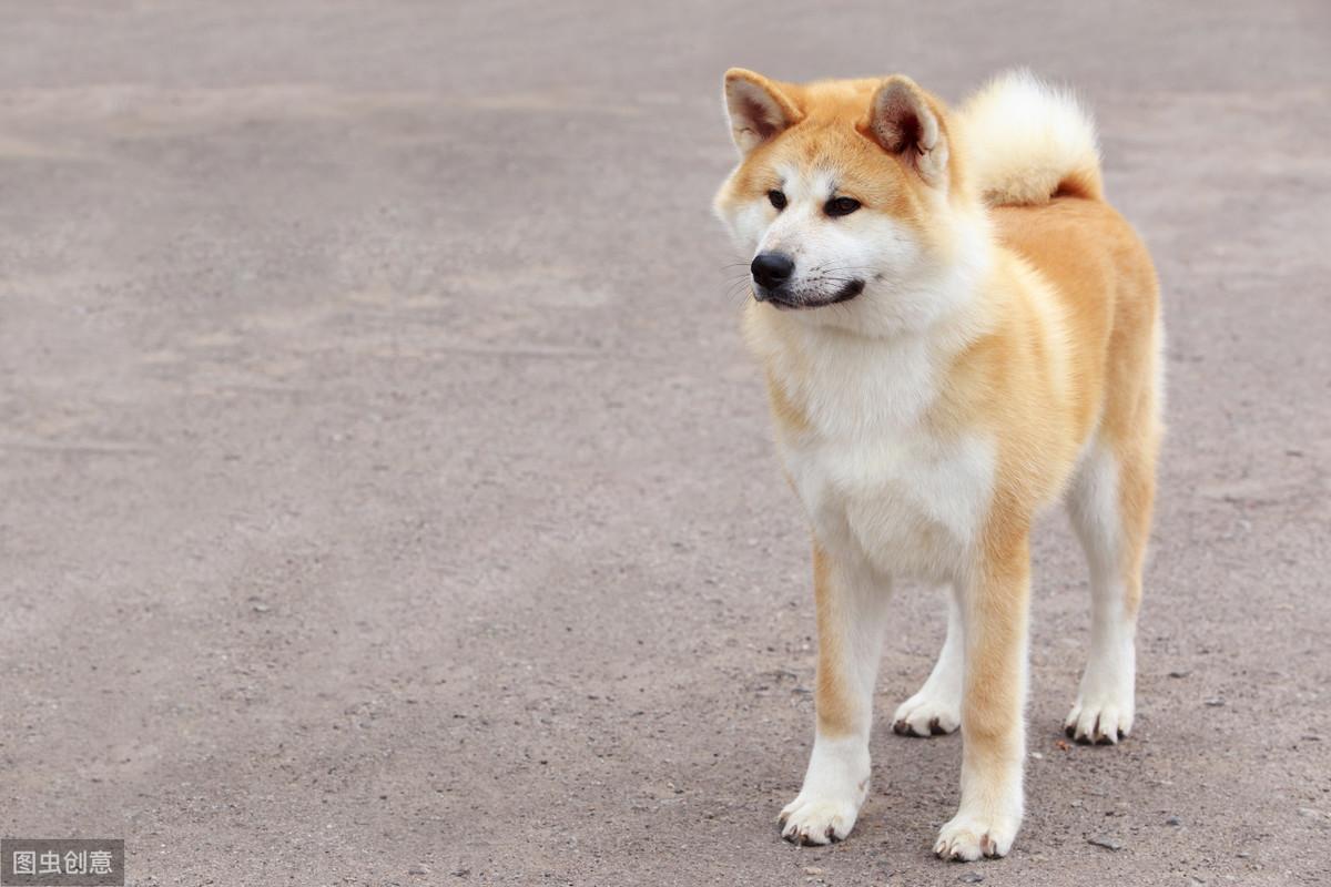 纯种秋田犬真的适合新手养吗？