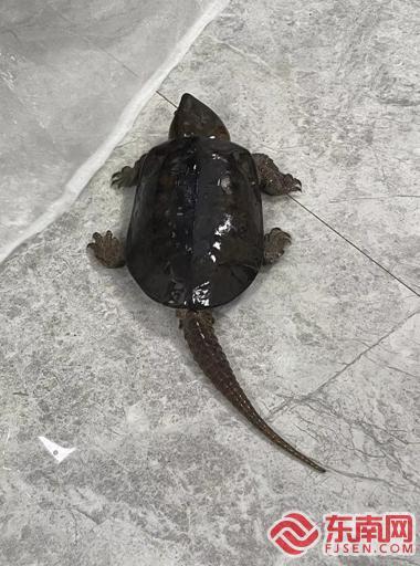 养平胸龟真的比养普通乌龟难三倍吗？