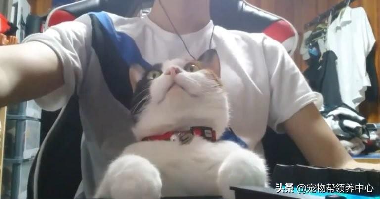 哈士奇到底多少钱一只?新手买狗必看的价格避坑指南 哈士奇到底多少钱一只?新手买狗必看的价格避坑指南